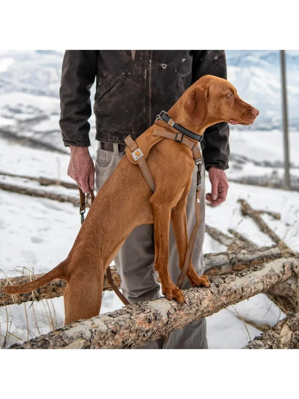 Durable Nylon Duck No-Pull Dog Harness in Brown - Adjustable, Comfortable Fit